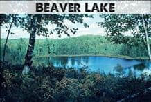 Beaver