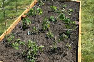 Raised Garden Project Garden Blog 4 Tips for the day of planting Lake Country Family Fun